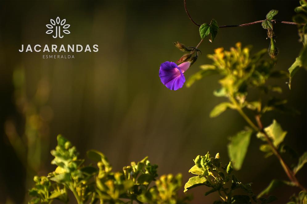 galeria-jacarandas10.50.16 (5)