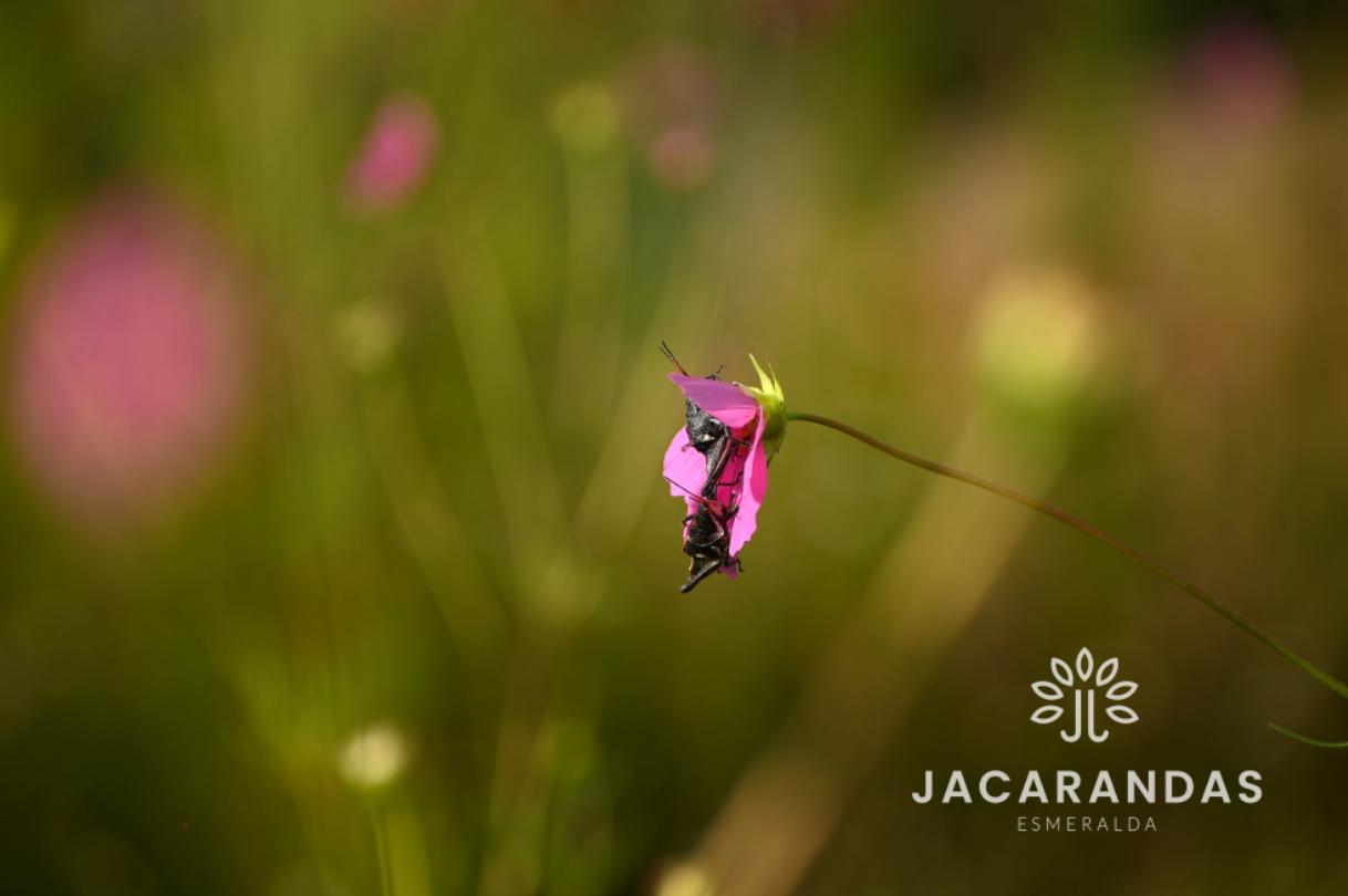 galeria-jacarandas10.50.17 (10)