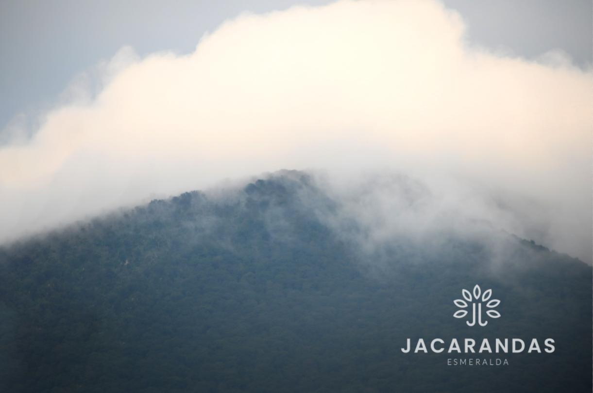 galeria-jacarandas10.50.17 (3)