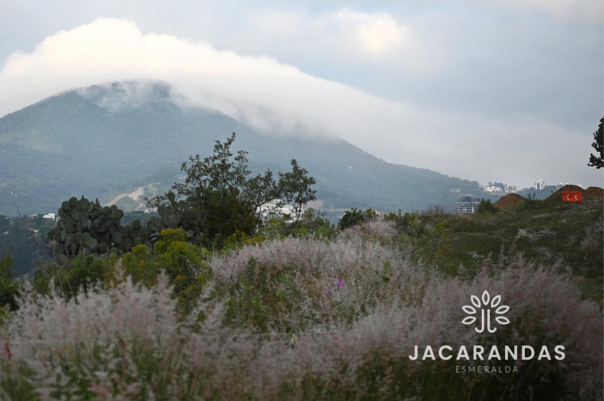 galeria-jacarandas10.50.17 (5)