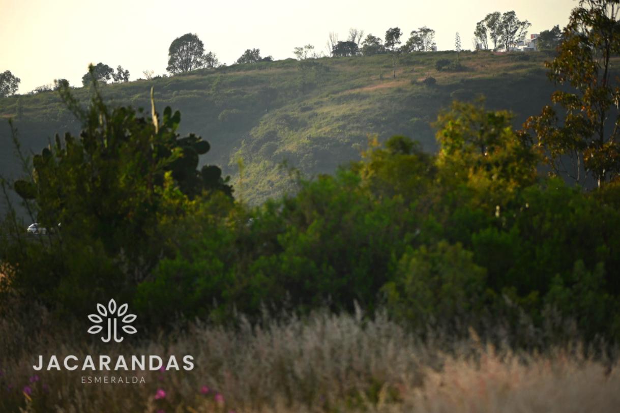 galeria-jacarandas10.50.17 (6)