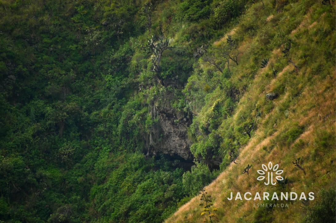 galeria-jacarandas10.50.17 (7)