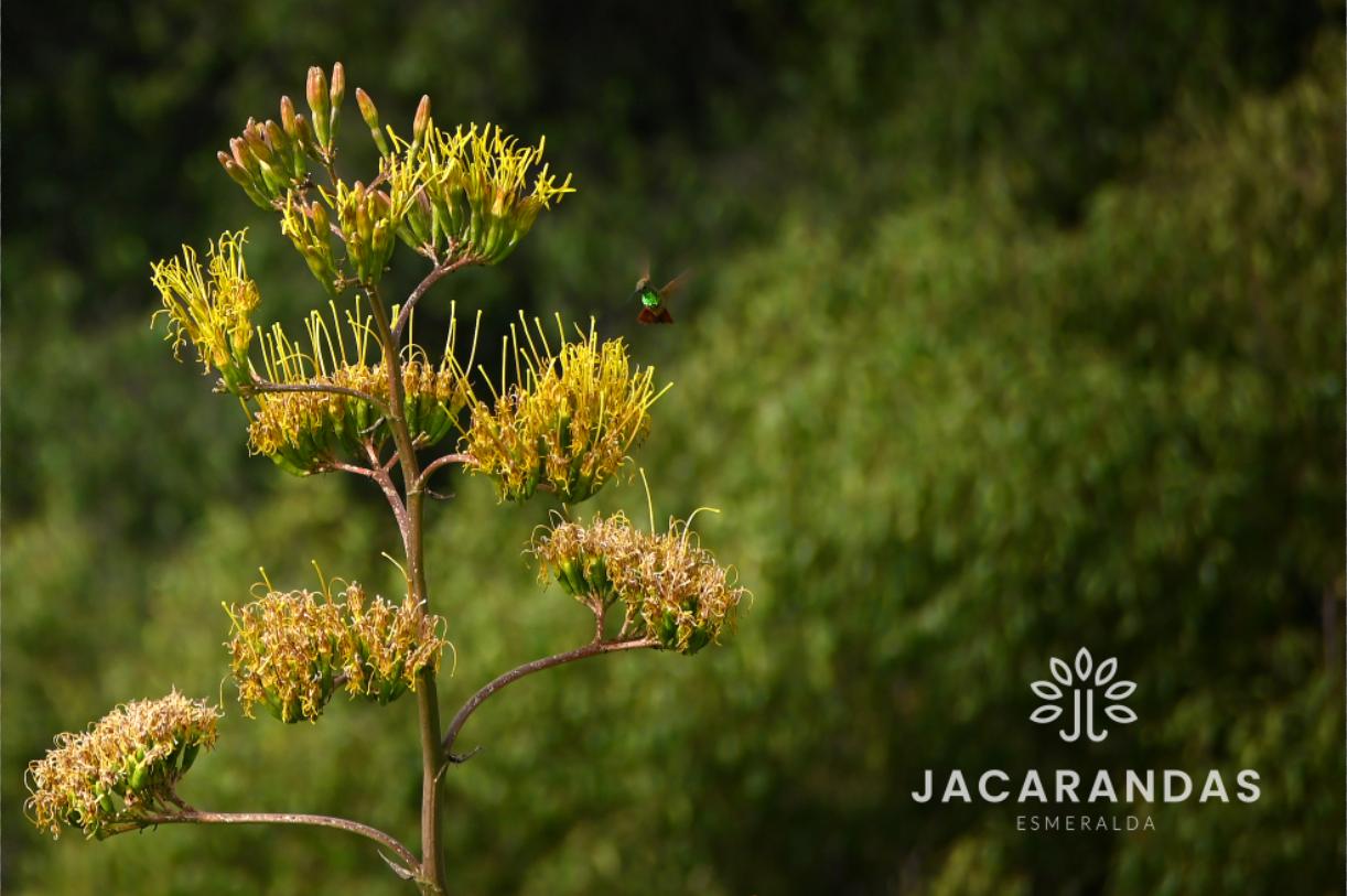 galeria-jacarandas10.50.18 (1)