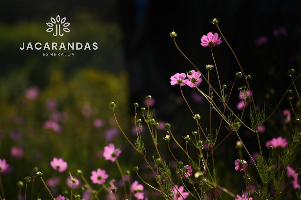 galeria-jacarandas10.50.17 (1)