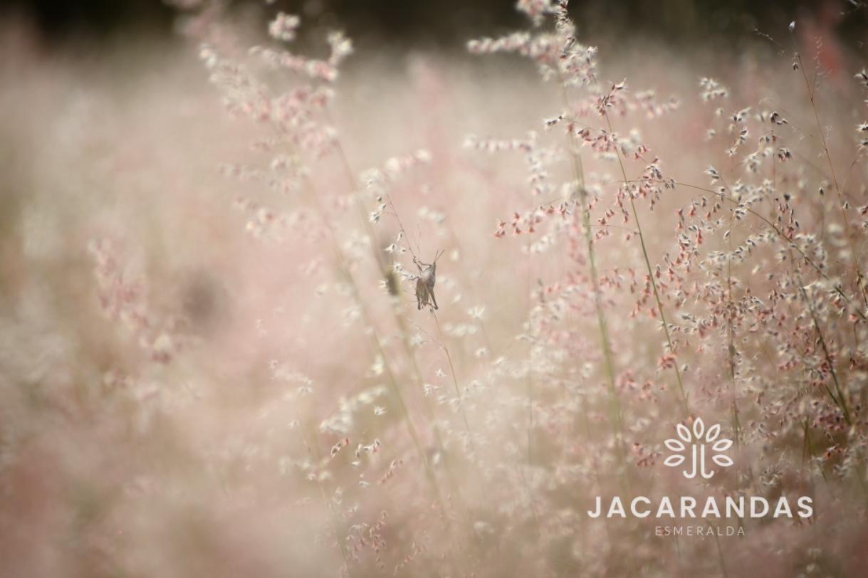 galeria-jacarandas10.50.17 (11)