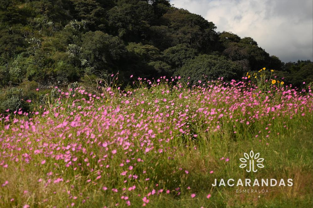 galeria-jacarandas10.50.17 (2)