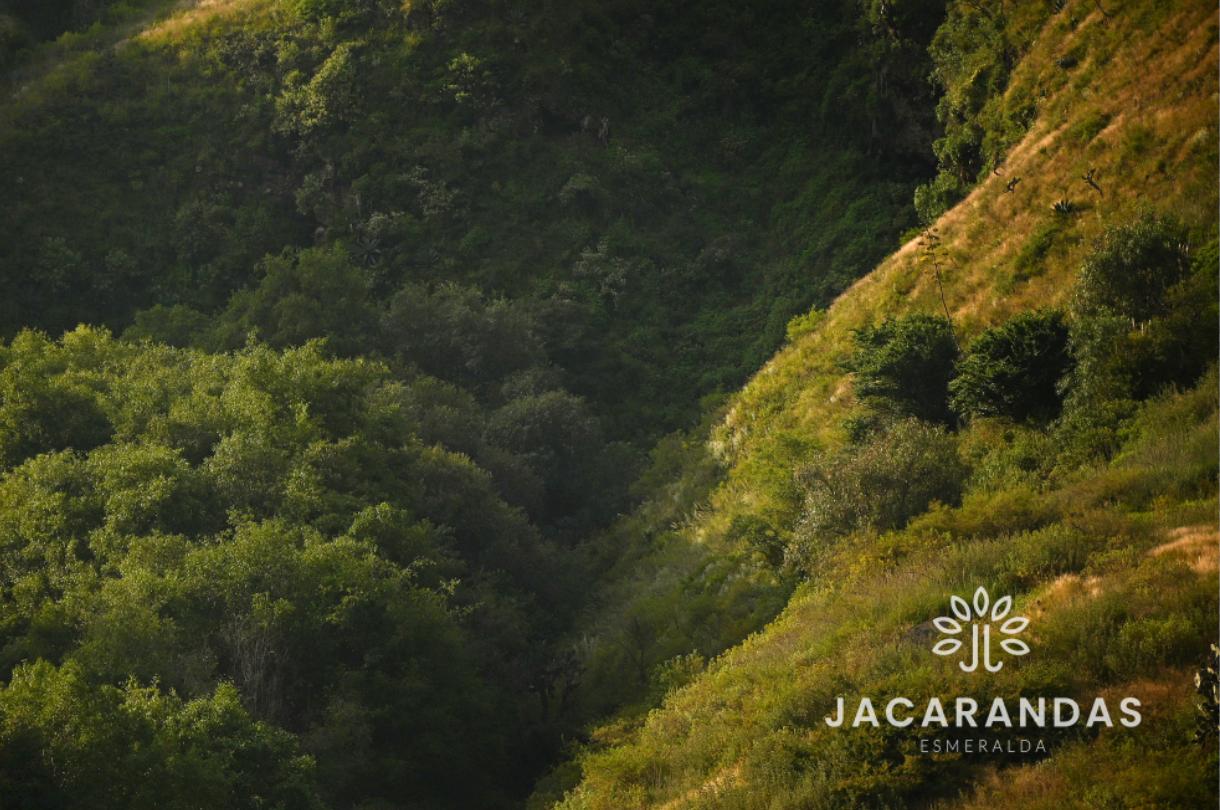 galeria-jacarandas10.50.17 (8)