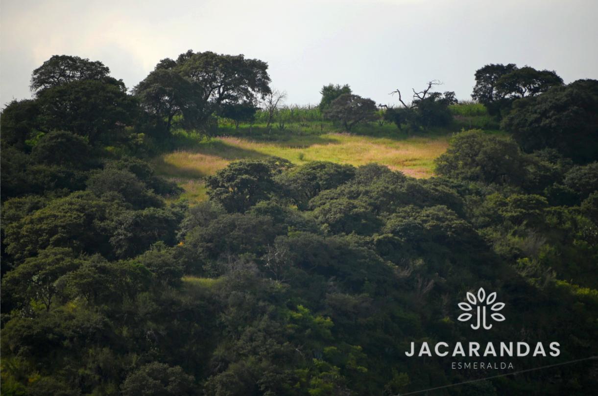 galeria-jacarandas10.50.17 (9)