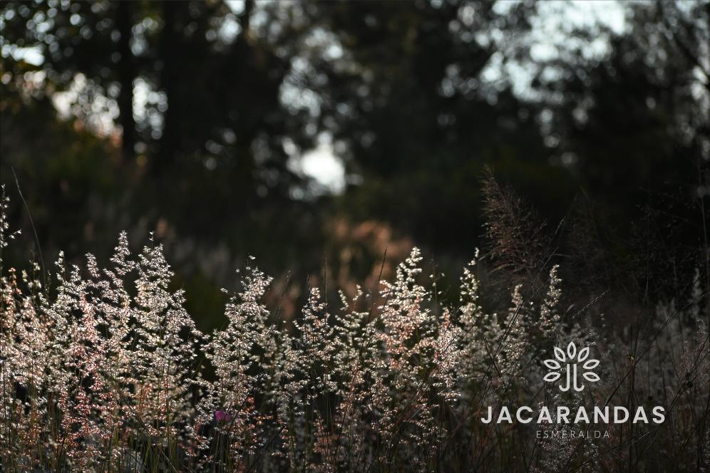 galeria-jacarandas10.50.17