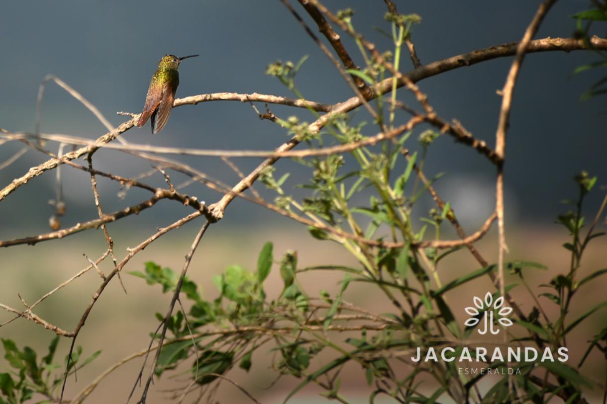 galeria-jacarandas10.50.18 (2)
