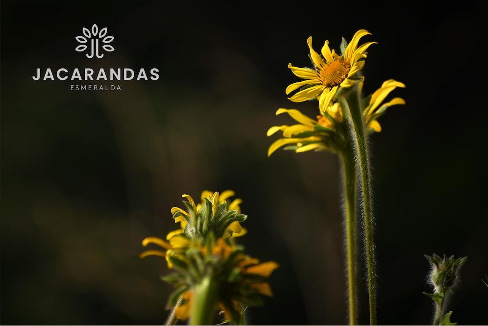 galeria-jacarandas10.50.18 (4)